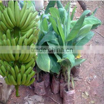 banana trees seedling