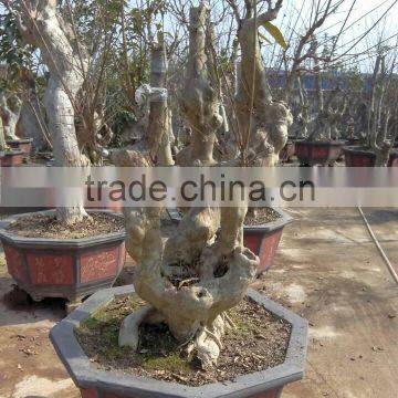 Outdoor Plants Lagerstroemia Indica L. photo-3