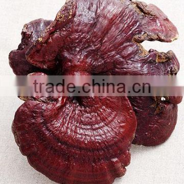 100% Organic Reishi Mushroom Extract Powder