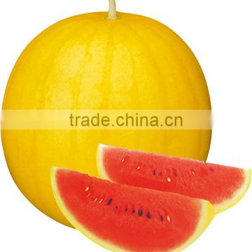 MW23 Hongjin small size F1 hybrid yellow watermelon seeds company