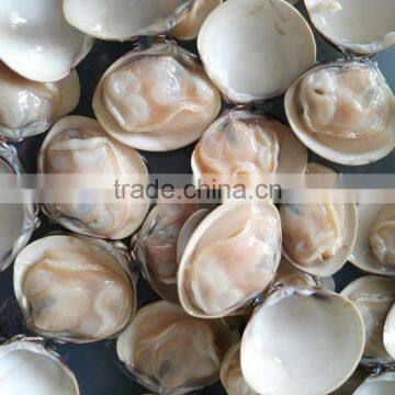 Frozen Boiled Seafood Fresh Meretrix Lusoria photo-2