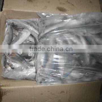 Frozen Horse Mackerel W/R Fish photo-4