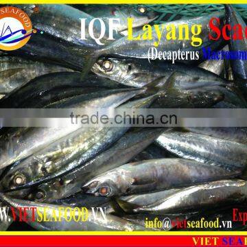 IQF LAYANG SCAD WHOLE ROUND photo-6