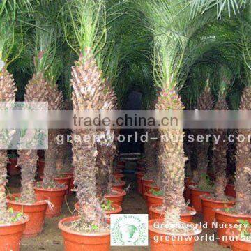 phoenix roebelenii potted palm nursery