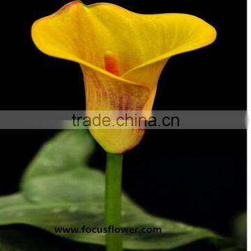 Fresh Cut Flower Yellow Calla Lily With High Quality And Reasonable Price For Wedding Table Centerpiece Decoration photo-2