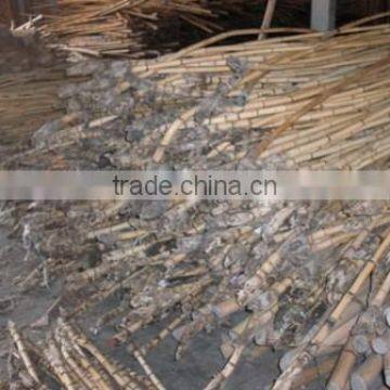 Raw manau rattan cane roots