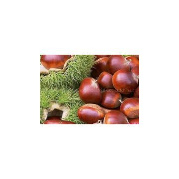 Chinese Chestnut