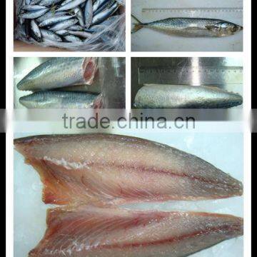 frozen mackerel (Scomber) price