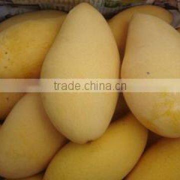 Fresh Mango