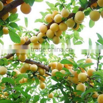 Compotec Apricots in syrup 1500 ml jars