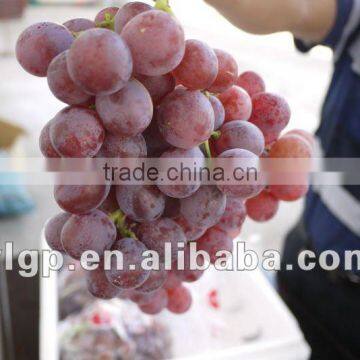 fresh red grape