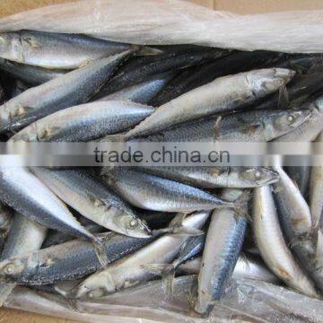 Land Frozen Pacific Mackerel for Mess