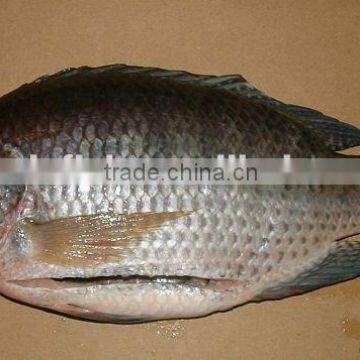 Gutted & Scalled Fresh Frozen Tilapia Fish 200-1000g up