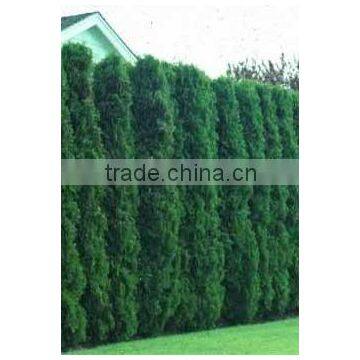 Thuja Occidentalis plant