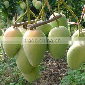 Mango tree seedling Mangifera indica tree seedlings