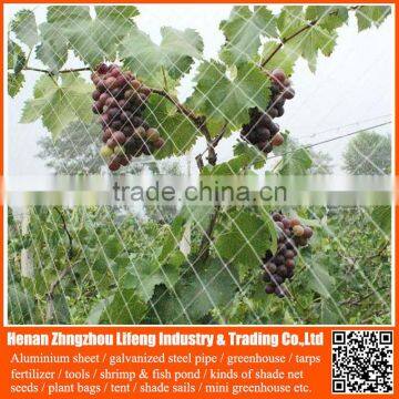 white hdpe anti Bird Netting / new nylon netting fabric , plastic bird nets for catching birds