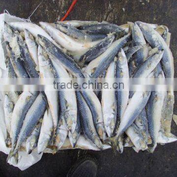 Seafrozen W/R Pacific Mackerel