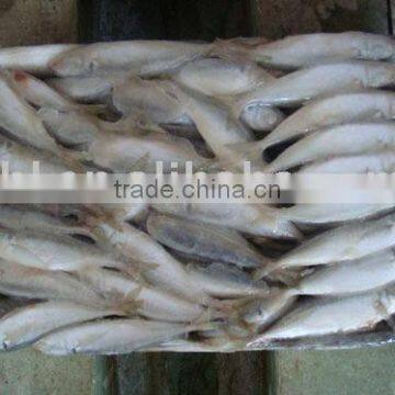 Frozen Horse Mackerel photo-3