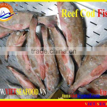 FROZEN REEF COD FISH W/R