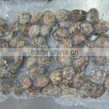 Frozen Short Neck Clam