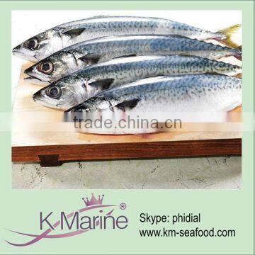 Boneless Frozen Mackerel Prices lot number#kmw4029