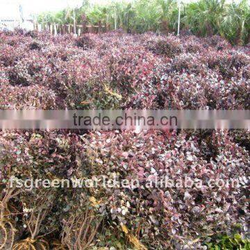 loropetalum Chinensis shrub trees