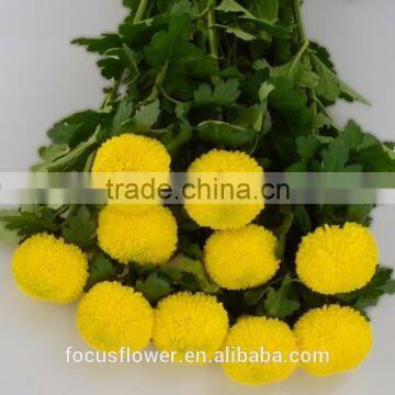 Decorative flowers & wreaths Fresh Cut Single Stem Chrysanthemum