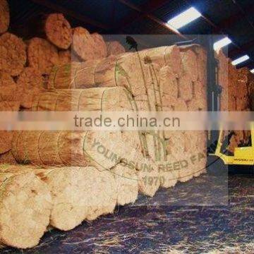 Natural Water Reed photo-6