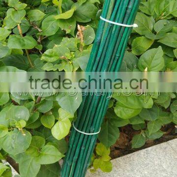 Dyed Green Bamboo Sticks for Garden&agriculture photo-2