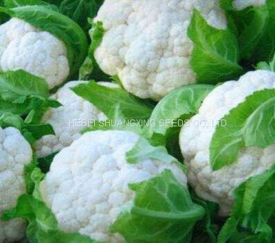 Tight snow white cauliflower seeds broccoli seeds for sale