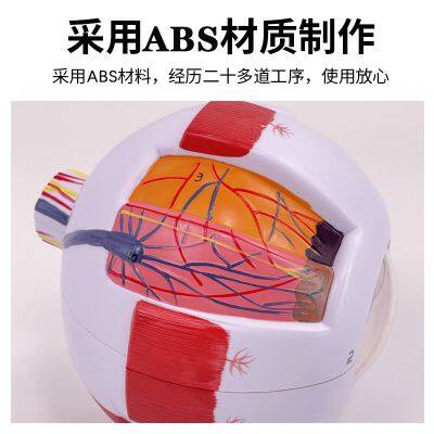 Офтальмологическая клиника. Демонстрация состояния роговицы глаза. Инструмент для демонстрации глаукомы человеческого глаза photo-2