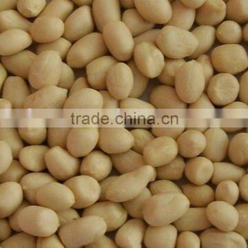 Blanched Peanut Kernel