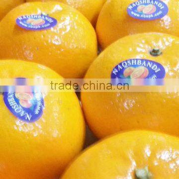 Kino Kinnow Mandarin Tangerine Orange Citrus Fruit From Pakistan photo-2