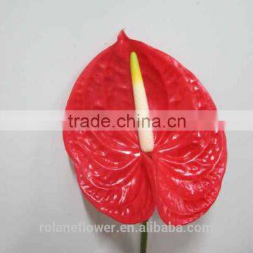 High Quality Anthurium Flowers With 20stems/Bundle Ecuador Wholesale Flowersall kinds of flowers anthurium flower