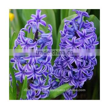 Hyacinth Absolute Oil