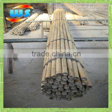 Bamboo cane for support plants 305cm X50/60mm