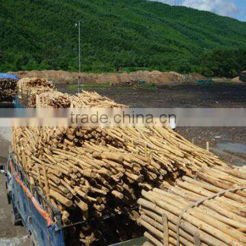 EUCALYPTUS WOOD LOGS