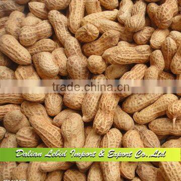 Shandong Origin Peanut Inshell Top Quality