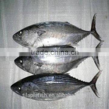 Good price bonito tuna fish China origin