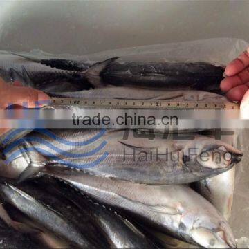 China A grade hard tail fish horse mackerel in good price