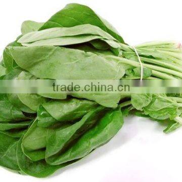 Indian Spinach seeds