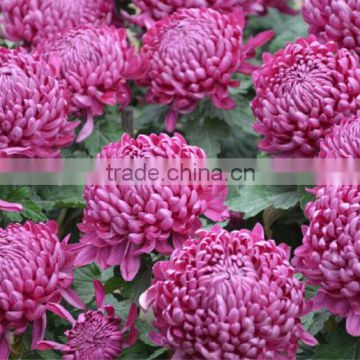 All Colors Of Chrysanthemum Flower Seeds For Growing