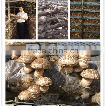 2015 New Crop Shiitake Mushroom ,Top Quality Tea Flower Mushroom photo-3