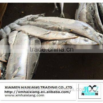 High Quality Fresh Frozen Pacific Saury