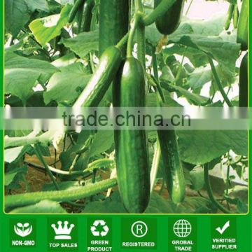 CU07 Zhenna f1 hybrid cucumber seeds of chinese vegetable seeds companies