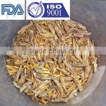 Pet Food Supplies Frozen Dried Grasshopper