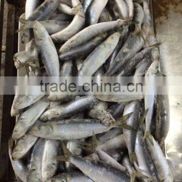 Fresh Frozen Sardine (Sardinella Longiceps) WR for Canning photo-3