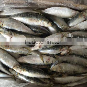 Custom logo frozen sardinella aurita with good price