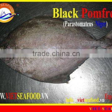WHOLE ROUND FROZEN BLACK POMFRET photo-6