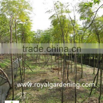 Jacaranda mimosifolia Landscaping tree for tropical climate